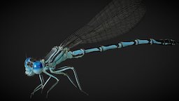 damselfly (Platycnemis pennipes ) insect, bug, dragonfly, damselfly, cinema4d