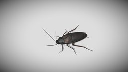 Medhue Cock Roach insect, bug, roach, cockroach, pest