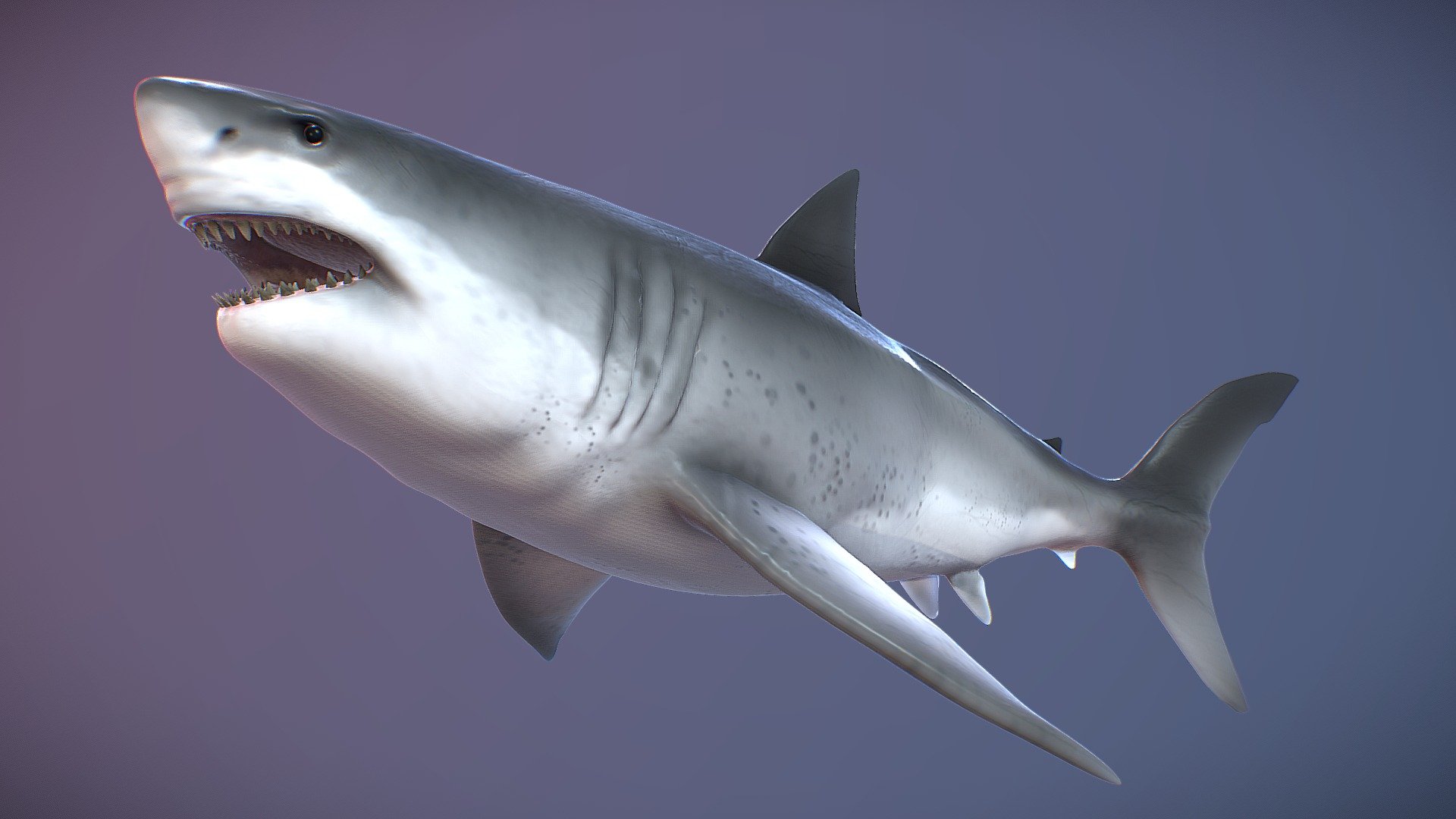 Megalodon - 3D model by David RR (@david222) 3d model