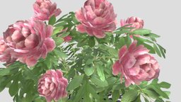 Peony tree, plant, nature, flowering, peony, paeonia, peonies, paeony, paeoniaceae