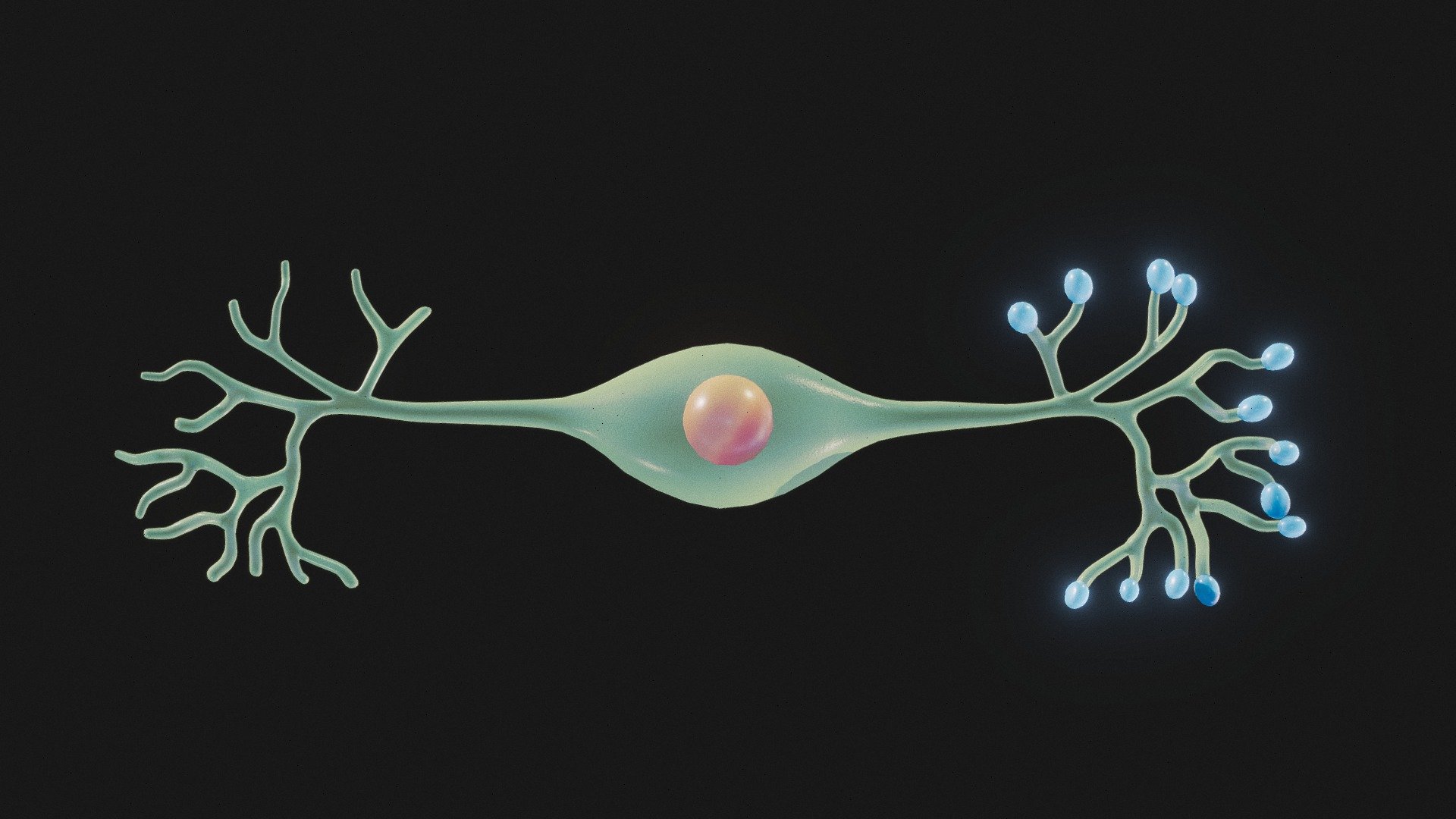 Bipolar Neuron Structure




Format: FBX, OBJ, MTL, STL, glb, glTF, Blender v3.6.1

Optimized UVs (Non-Overlapping UVs)

PBR Textures | 1024x1024 - 2048x2048 - 4096x4096 | (1K, 2K, 4K - Jpeg)

Base Color (Albedo)

Normal Map

AO Map

Metallic Map

Roughness Map

Height Map

Opacity Map
 - Bipolar Neuron Structure - Buy Royalty Free 3D model by Nima (@h3ydari96) 3d model
