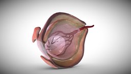 Fetal eye cross-section week eight eye, anatomy, biology, baby, pregnant, science, fetus, pregnancy, fetal, ebers, gynecology, vission