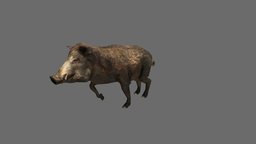 Boar forest, africa, animals, wild, mammal, boar, african, zoo, safari, wildlife, realictis, animal, animation