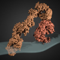 Integrin Mechanics molecules, biomechanics, proteins
