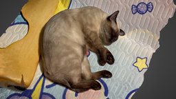 cat cat, metashape, agisoft, photoshop