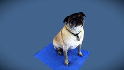 Zeke a pug like "MIB" scan by QuickPic3D QP104HR 3dscanner, dog, pet, vr, figurine, pug, fullbodyscanner, pug-cute-dog-love, acti, 3dprint, photogrammetry
