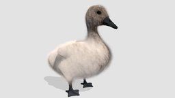 cygnet bird, animals, key, swan, models, 18, cob, cygnet, am83, 3d, animal