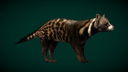 African Civet Animal (Lowpoly) cute, animals, creatures, wild, mammal, zoo, safari, nature, game-ready, wildlife, game-asset, woodland, minnesota, carnivora, viverridae, australis, lowpoly, animation, civetta, civet, nyilonelycompany, noai, brainerd, anyimals, civettictis, african-civet