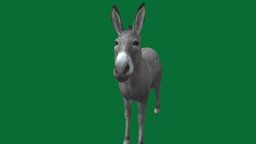 Donkey google, animals, donkey, nyi, nyilonelycompany, armyanmar