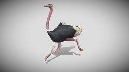 Medhue Ostrich bird, ostrich, animal