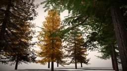 Pine Trees Low-Mid Poly pinetree, pine-tree, low-poly, blender3d, treepack, natureassetpack, pinetree-pack
