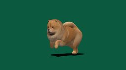 Chow Chow (LowPoly) cute, dog, animals, mammal, breed, chow-chow, chowchow, lowpoly, gameasset, gameready, nyilonelycompany, noai