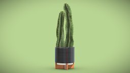 Potted Cereus Peruvianus pot, spikes, tropical, cactus, indoor, exotic, potted, ceramic, interior