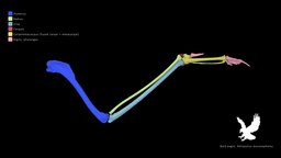 Bald eagle wing (UF O52443) skeleton, bird, birds, eagle, evolution, forelimb, forelimb-anatomy, bones, wing