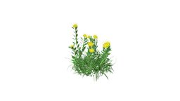 Yellow Pincushion Flower red, flower, orange, white, cap, cactus, purple, flowers, pink, crimson, bishop, yellow, colored, bishops, low-poly, asset, game, 3d, model, pincushion, blooms
