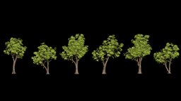Tree Pack 6 tree, green, plant, plants, realtime, fresh, noai