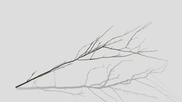 Mountain Ash Branch dae, tree, stick, mountain, obj, ash, 4k, branch, fbx, dry, png, twig, gltf, blender, pbr, wood, cycles