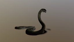 Eunectes Murinus green, snake, reptile, anaconda, green-anaconda, eunectes-murinus, animal, eunectes, murinus