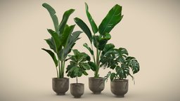 Indoor Plants Pack 23 tree, pot, tropical, indoor, exotic, potted, banana, metal, nicolai, monstera, ficus, lyrata, reginae, strelitzia, design, leaves, interior, swisscheese, deliciosa