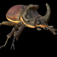 Oryctes nasicornis sculpt, bug, cycle, oryctes, substance, painter, blender, zbrush, walk, animation