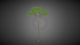 Tree shrub tree, plant