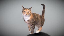 Cat 25 cat, cute, archviz, scanning, kitty, pet, animals, mammal, cats, feline, domestic, scanned, nature, fluffy, kitten, ukraine, spotted, calico, photoscan, photogrammetry, lowpoly, animal, highpoly, standwithukraine