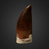 Abelisaurid Tooth bone, photogrametry, tooth, fossil, paleontology, cretaceous, theropod, fosil, abelisaur, cenomanian, photogrammetry, skull, scan, dinosaur, noai