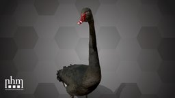 Black Swan (NHMW-Zoo1-VS 63420) natural, 3dscanning, austria, swan, artec, museum, zoology, vienna, artec3d, wien, schwan, nhm, 3dscan, history, artecleo, nhmvienna, nhmw, naturhistorisches, schwane, zoologicalcollection