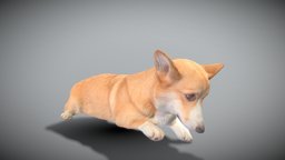 Welsh corgi 44 beast, archviz, scanning, dog, pet, animals, mammal, hunting, puppy, domestic, doggy, corgi, canine, photoscan, photogrammetry, game, lowpoly, animal, highpoly, corgie, queendog