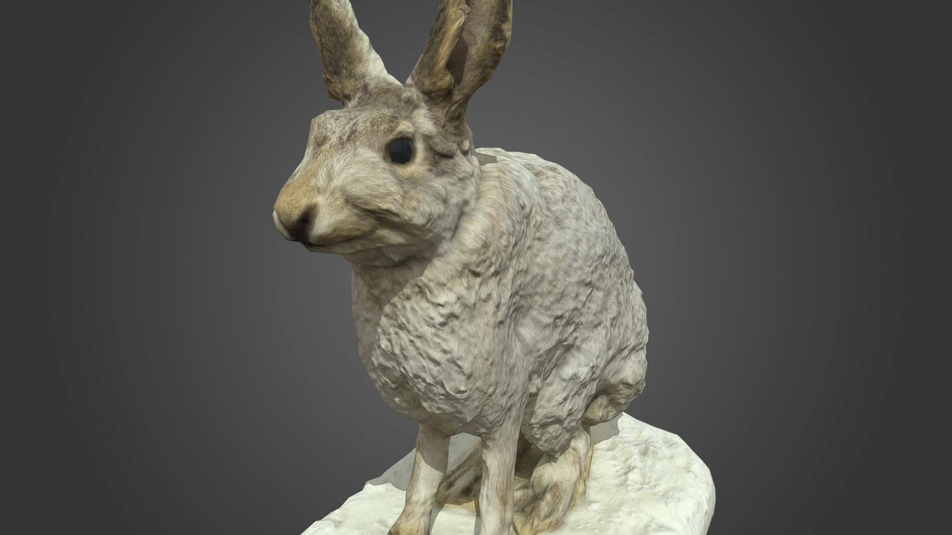 This specimen is stored in The National Museum of Nature and Science, Tokyo and numbered NSMT-M32036.

この標本はNSMT-M32036として国立科学博物館に収蔵されています。

This model scanned and modified for publishing by Kent Mori@Rojohaku is licensed under CC BY-NC 4.0. The model was created supported by JSPS KAKENHI Grant Number JP 17K12967.

この３Dモデルは Kent Mori@Rojohaku によって制作され、 CC BY-NC 4.0として公開しています。また、このモデルはJSPS科研費JP  17K12967の助成を受けて作られました。 - NSMT-M32036 Snow Shoe Hare カンジキウサギ Taxidermy - Download Free 3D model by Kent MORI @rojohaku (@Memento) 3d model