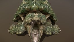 Alligator Snapping Turtle turtle, tortoise, turtles, america, alligator, snapping, reptilia, chordata, usa