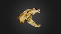 Polar Bear open mouth bear, polar, education, skull