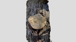 Day 110: Lion’s Mane Mushroom mushroom, newark, fungi, mycology, delaware, nootropics, photogrammetry, 3dscan, lions-mane, polycam