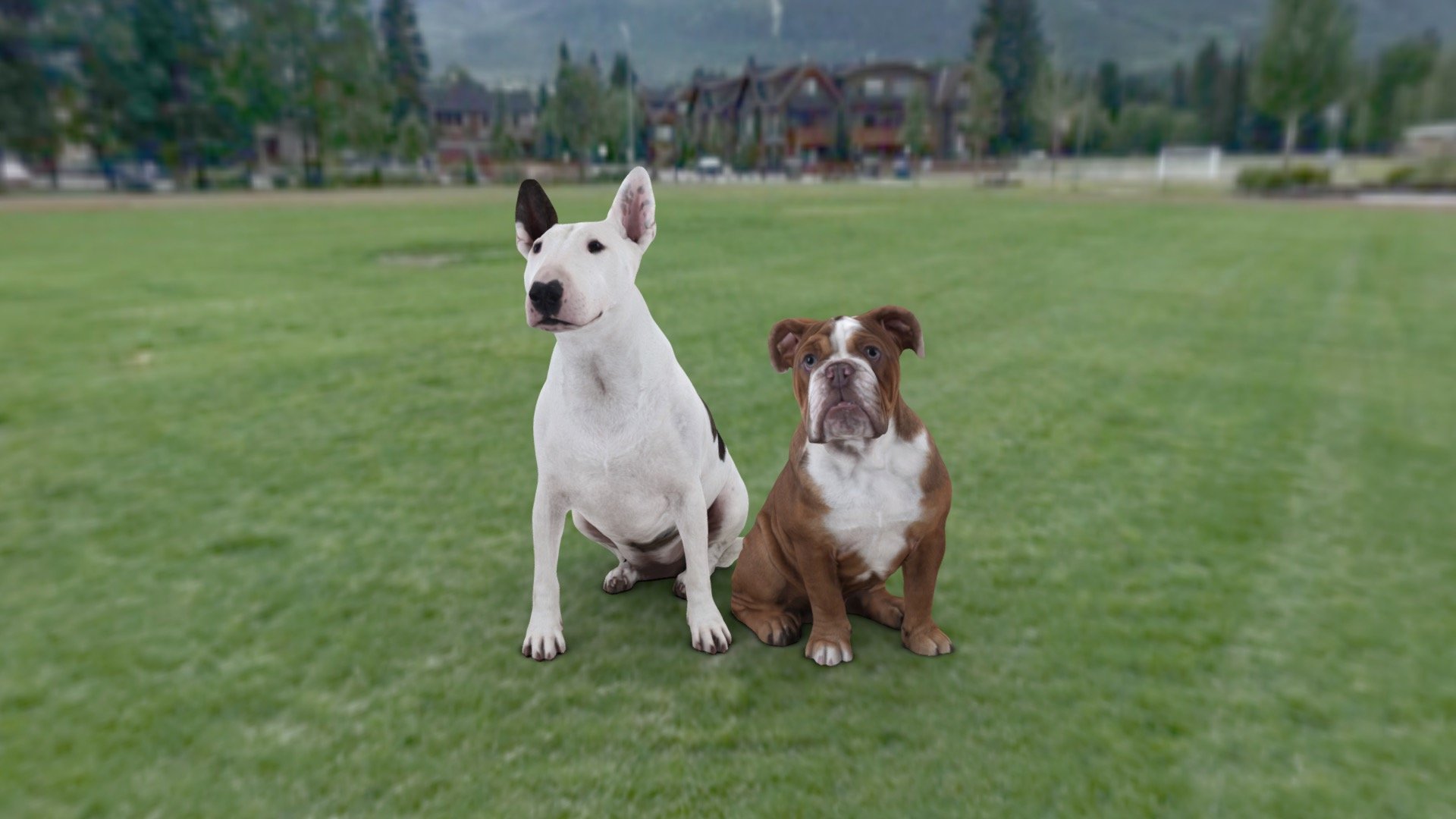 Ruby the bull terrier and George the bulldog scanned in Calgary at my 3D capture studio 3d model