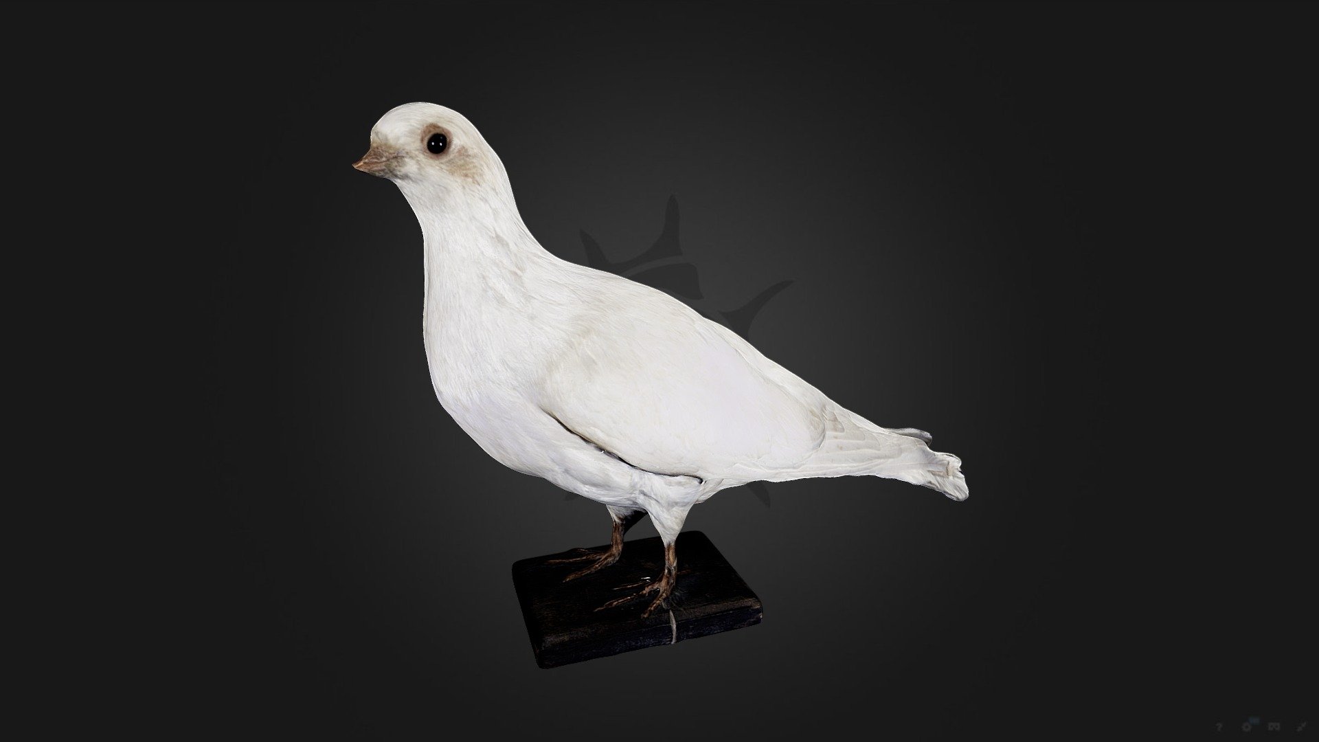 Видовое: Dove Roman white

Отряд: Columbiformes

Семейство: Columbidae

Пол: не указан

Дата: 1910

Страна: Германия

Таксидермист:Котс А.Ф.

Из коллекции:Fritsche O.

Примечание:Римский белый

Сканирование выполнил Ахтамзян А.И.

OF 1030 - Голубь римский белый | Dove Roman white - Download Free 3D model by darwinmuseum.ru 3d model