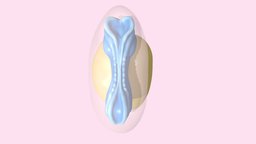 Embryo Day 22 anatomy, development, fetus, embryology, embryo, foetus, day22, human