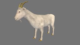 Goat cow, goat, sheep, animals, buffalo, wild, mammal, bull, ram, domestic, farm, farmer, wildlife, animal