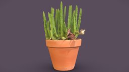 Starfish flower plant, plants, photogrammetry, 3dscan, plant-scan, stapelia, stapelia-divaricata