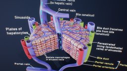 Microscopic Anatomy Of The Liver portal, cross, anatomy, biology, organism, system, cell, branches, study, liver, artery, tissue, triad, education, science, anatomical, scientific, duct, vein, bile, humananatomy, histology, digestive, microscopic, lobes, hepatocyte, hepatic, centeral, microbiology, capillary, microarchitecture, cross_section, lowpoly, low, structure, medical, human, lobules, noai, "hepaticus", "sinusoids"