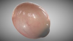 Eye full section Week sixteen (16) eye, fetus, embryology, embryo, fetal, opthalmology, 3d, model