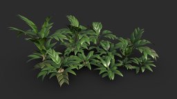 Modular Tasi Palm Trees tree, green, plant, south, forest, lod, tropical, palm, america, leaf, vegetation, props, amazon, bush, game-ready, amazonia, rainforest, game-asset, asset, game, lowpoly, modular, environment
