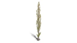 Realistic HD Lombardy poplar (53/75) trees, tree, plant, forest, plants, africa, asia, vegetation, outdoor, foliage, nature, europe, middle-east, wetland, vegetations, broadleaf-tree