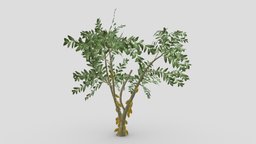 Cacao Tree( Yellow Fruit)- 08 cacao-tree, 3d-cacaotree, lowpoly-cacao, 3d-lowpoly-cacao, cocoatree