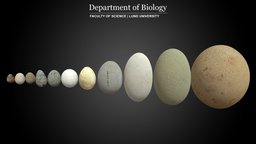 Egg Collection bird, egg