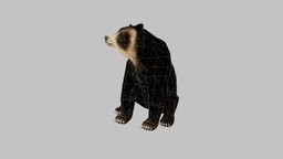 Oso de anteojos (Spectacled bear) bear, ar, oso, anteojos, maya