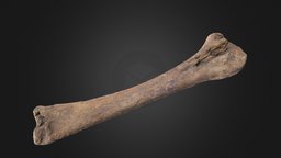 Horse bone bone, sfm, extinct, wildlife, radius, ulna, horse, bones
