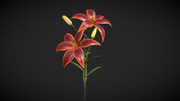 Lily_ForeverSusan green, plant, red, plants, flower, orange, prop, flowers, leaf, fresh, spots, nature, lily, leafs, asiatic, lily-flower, nature-plants, plants-nature