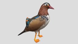 Mandarin Duck bird, river, lake, wild, duck, nature, fauna, ornithology, animal