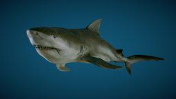 Bull Shark shark, fish, predator, bull, sharks