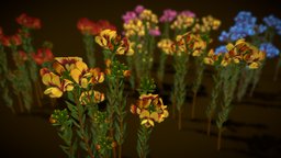 Flower Almaleea Subumbellata plant, flower, vegetations, asset, environment